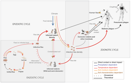 Plague cycle including hosts and vectors with abiotic influences